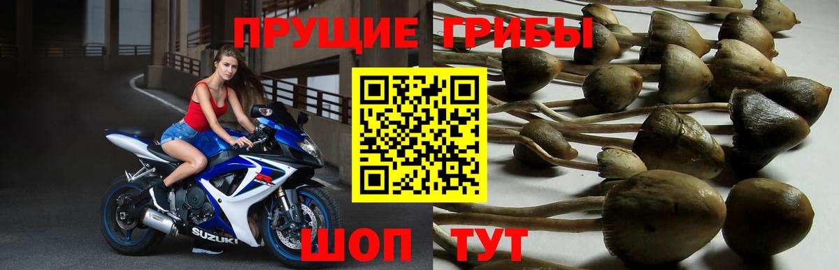 Галлюциногенные грибы Psilocybe  Вход с VPN  Ялуторовск 